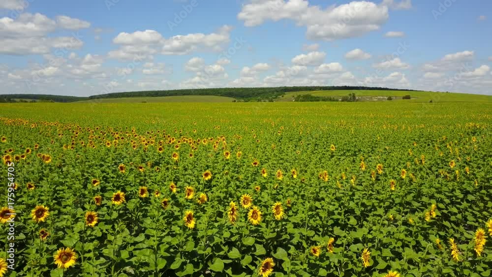 4K Field of blooming sunflowers and cloudy sky, video 4K Field of blooming sunflowers and cloudy sky, video