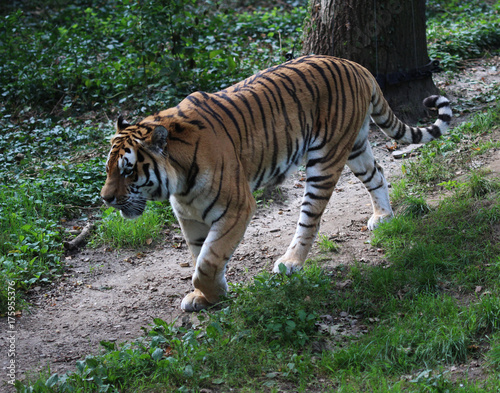 Siberian tiger