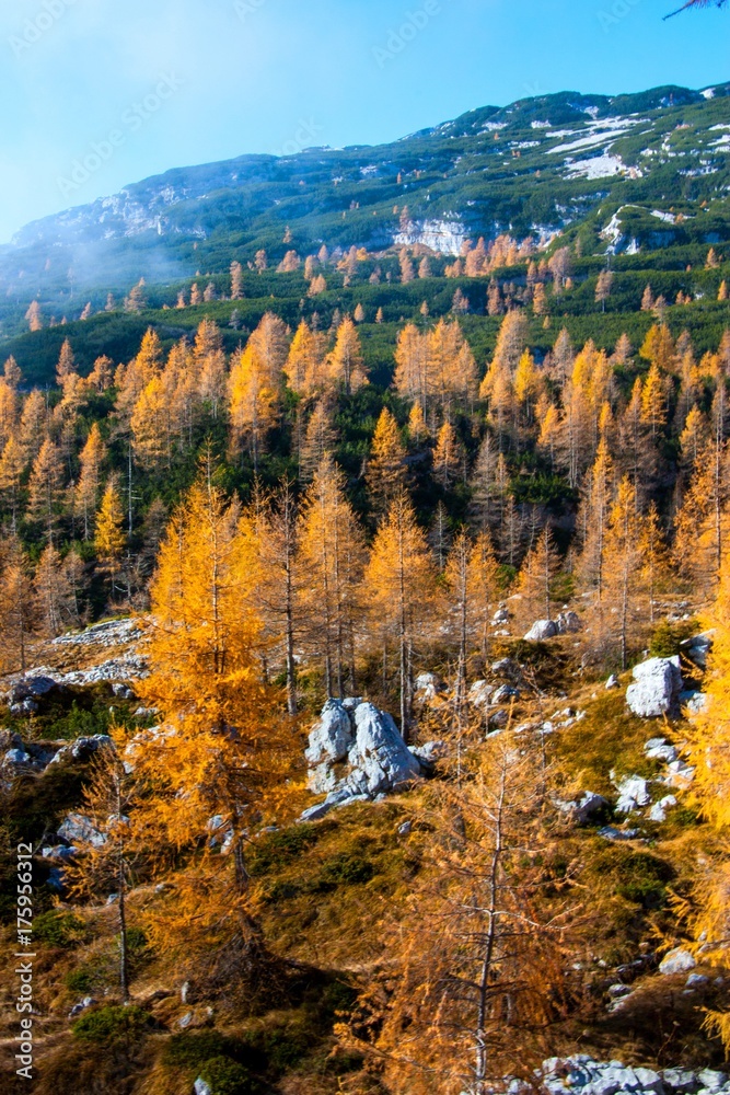 Autumn in mountains near 7 lakes in Slovenia. Beaufitul colour of trees and forest.