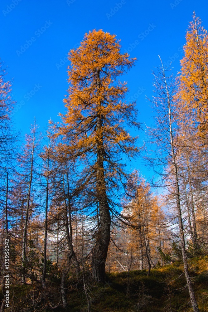 Autumn in mountains near 7 lakes in Slovenia. Beaufitul colour of trees and forest. Autumn in mountains near 7 lakes in Slovenia. Beaufitul colour of trees and forest.