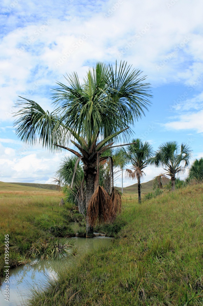 Palm trees in Great Savanna , Venezuela