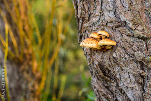 Yellow fungi on an old tree trunk