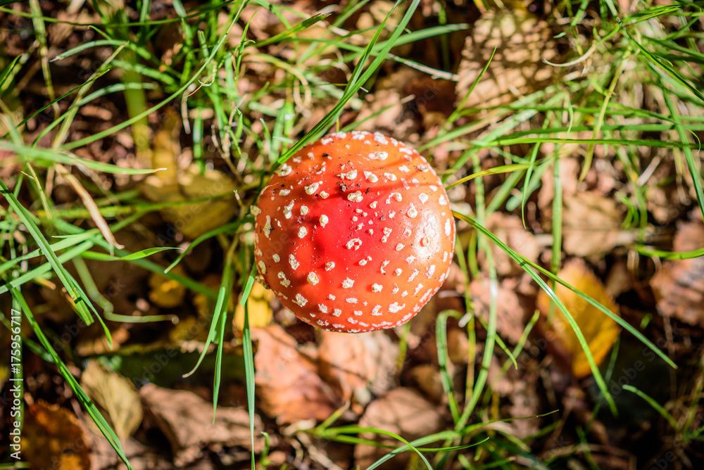 Top view of a beautiful red fly agaric in the forrest floor Top view of a beautiful red fly agaric in the forrest floor