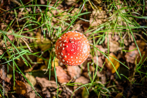 Top view of a beautiful red fly agaric in the forrest floor