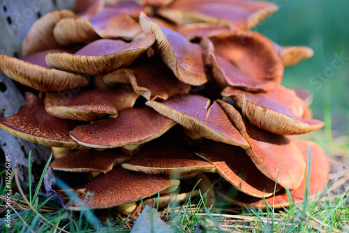 Big bunch of brown oister mushrooms
