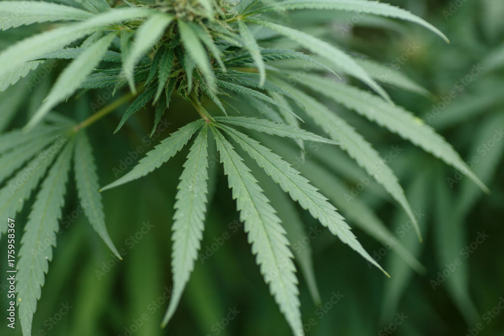 Close-up view of cannabis marijuana plant. Shallow depth of field with selective focus Close-up view of cannabis marijuana plant. Shallow depth of field with selective focus