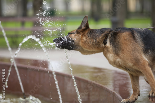 A sad dog of the German shepherd breed keeps paws behind a fallen tree. Close-up portrait