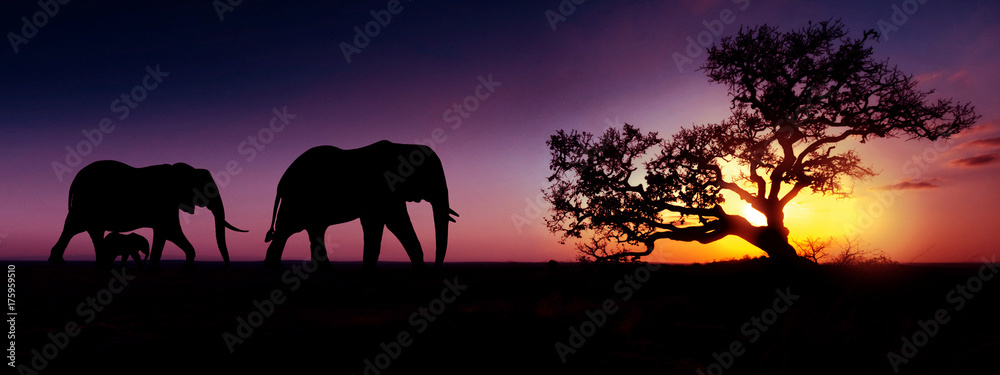 Naklejka premium Elephant family sunset silhouette