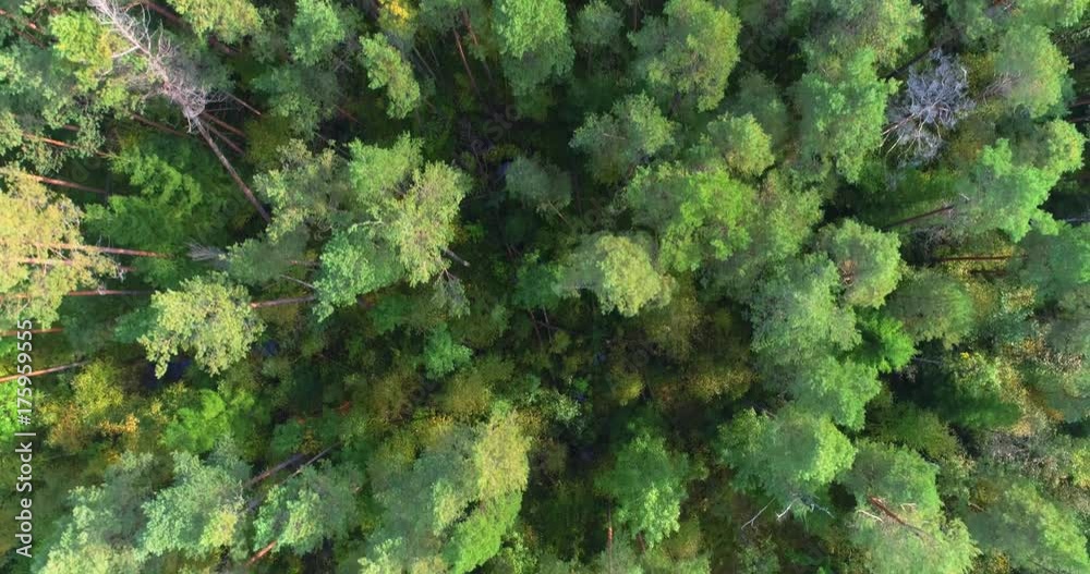 Aerial View. Flying over the beautiful autumn trees in forest. Aerial camera shot. Autumn / Fall landscape. Aerial View. Flying over the beautiful autumn trees in forest. Aerial camera shot. Autumn / Fall landscape.