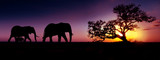 Elephant family sunset silhouette