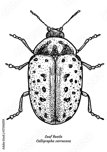 Leaf beetle illustration, drawing, engraving, ink, line art, vector photo