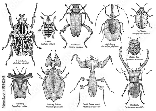 Group of exotic insect illustration, drawing, engraving, ink, line art, vector