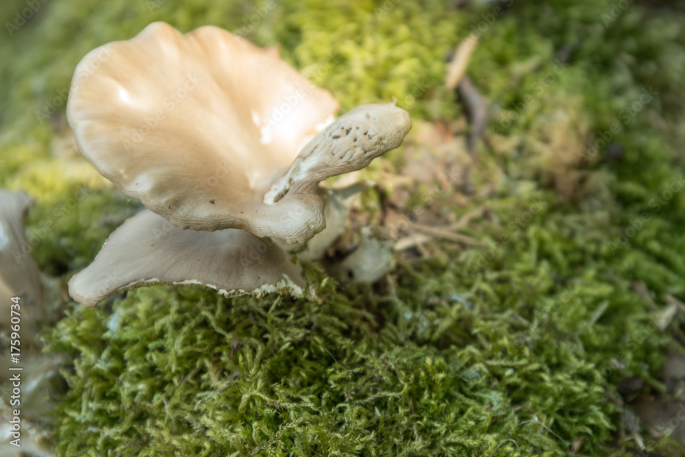 Obraz premium Seitling