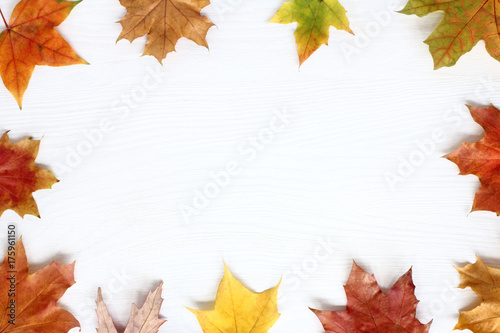 frame in autumn style/ flat lay maple leaves white wooden surface top view