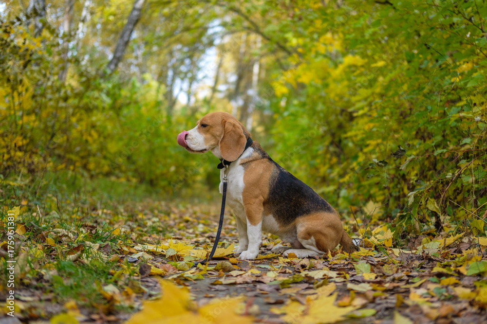 Beagle dog in autumn forest with bright yellow foliage