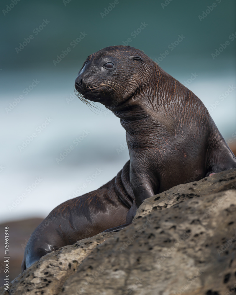 Obraz premium Sea lion on rocks at La Jolla Cove in La Jolla, California