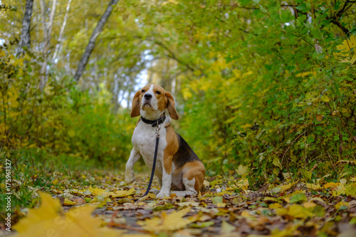 Beagle dog in autumn forest with bright yellow foliage