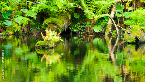 Lush greenery reflection in water surface of premeval forest lake  Boubin  Sumava Mountains  Czech Republic.