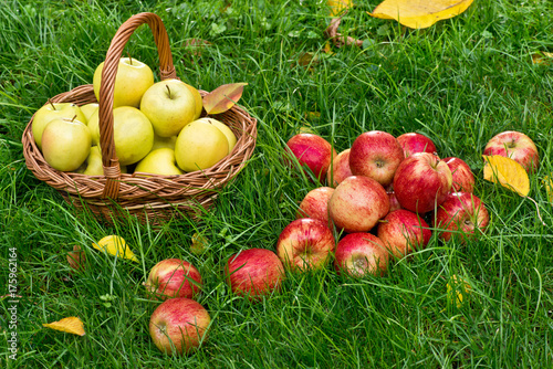 Red Apples in the Grass in the Garden