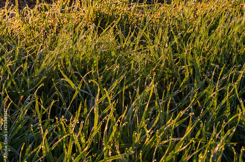 Grass with drops of dew with rays of susrise in detail photo