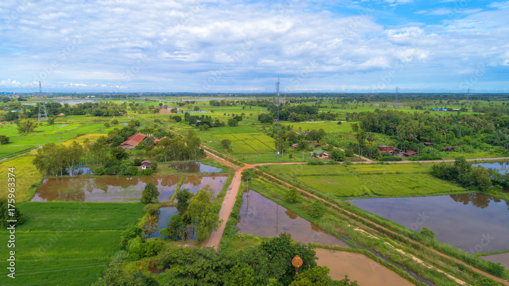 Aerial shot from drone, paddy rice field with in Phitsanulok province, Thailand