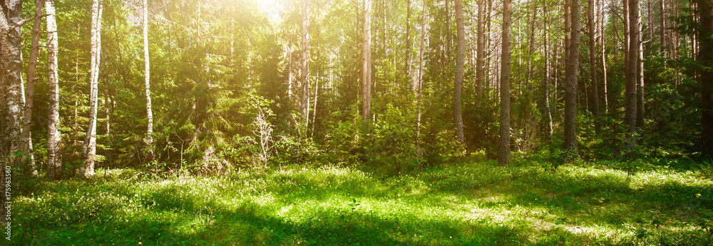 Obraz premium Wild forest panorama