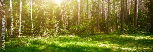 Wild forest panorama