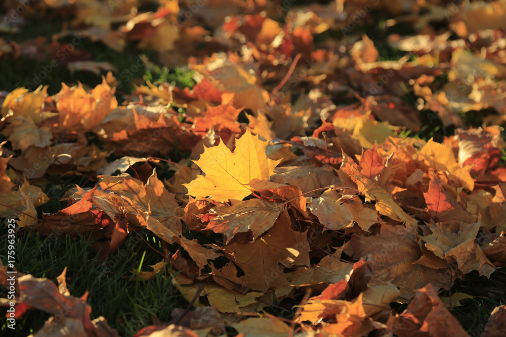 Herbststimmung: Ahornblatt im Gegenlicht Herbststimmung: Ahornblatt im Gegenlicht