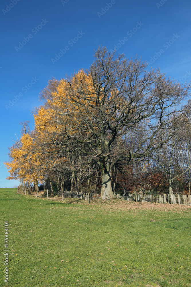 Naturschutz Umweltschutz: Mächtige alter Baum im Herbst am Rande einer Wiese