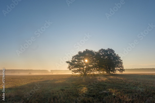 autumn landscape with a view of large trees in the fog