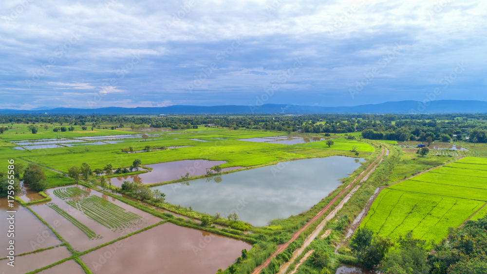 Top view paddy rice field with in Phitsanulok province, Thailand