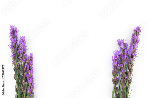 Violet liatris flowers on white background with copy space