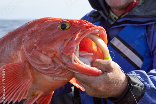 Fotografija Fisherman holding up a freshly caught rockfish