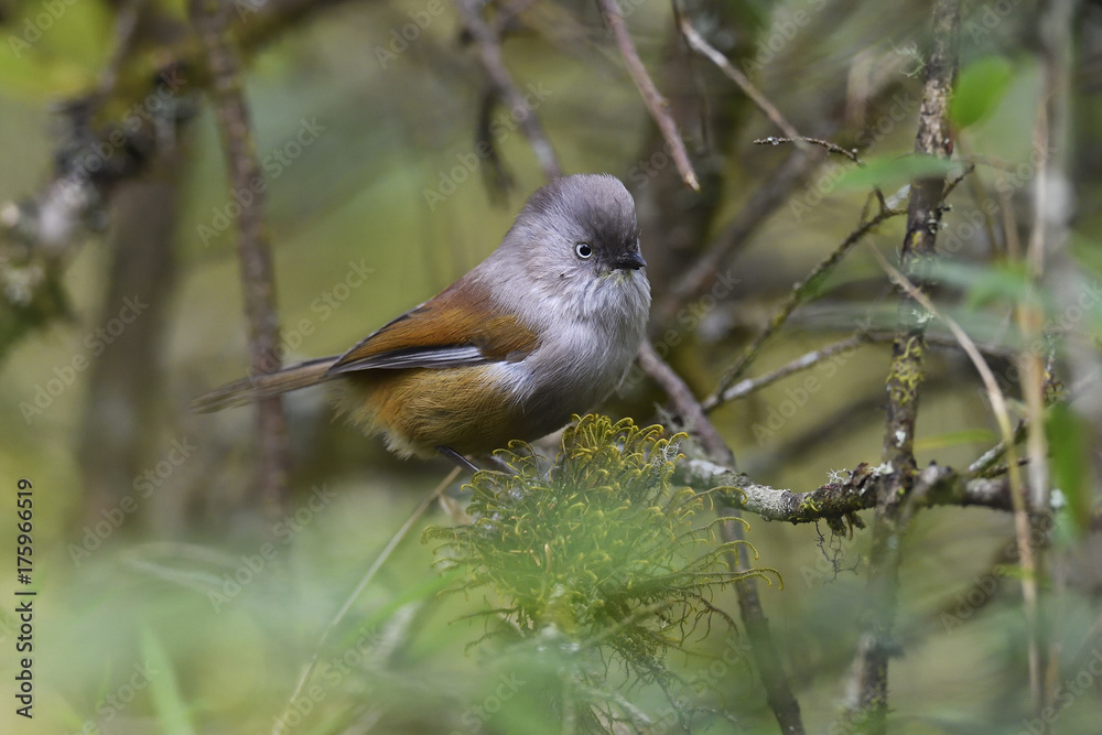 Bird sitting in the forest Bird sitting in the forest