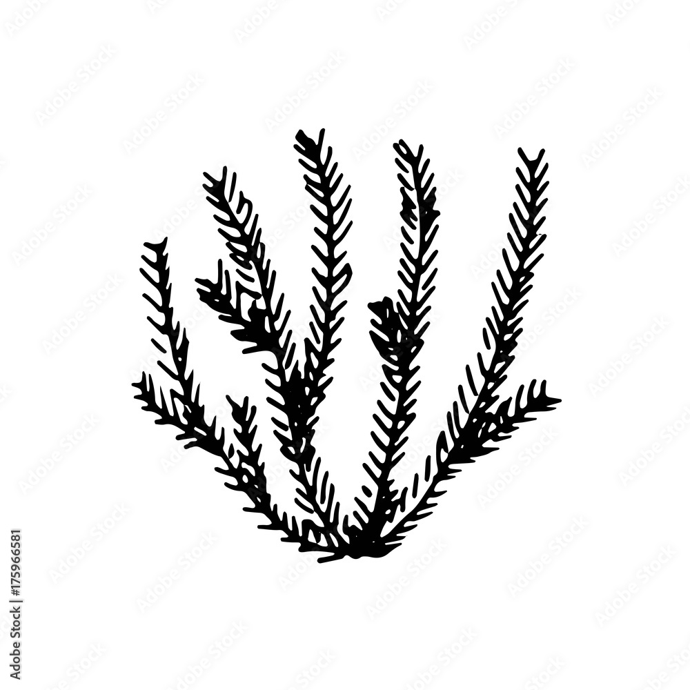 algae vector black. silhouette isolated