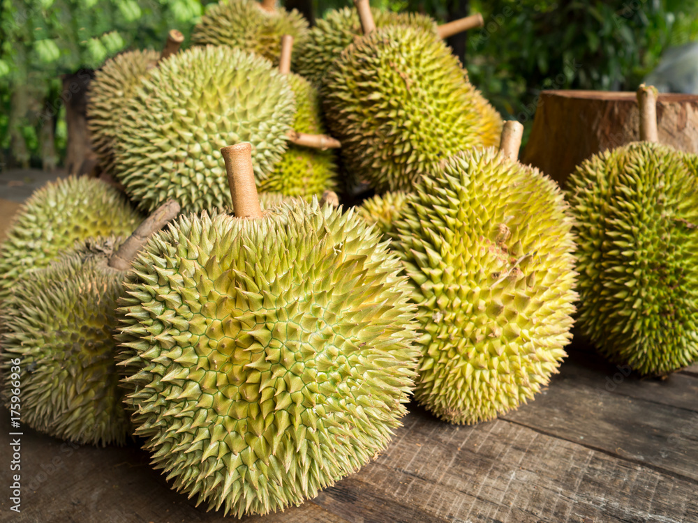 Fresh durian fruit. King of fruit which has specific smell.