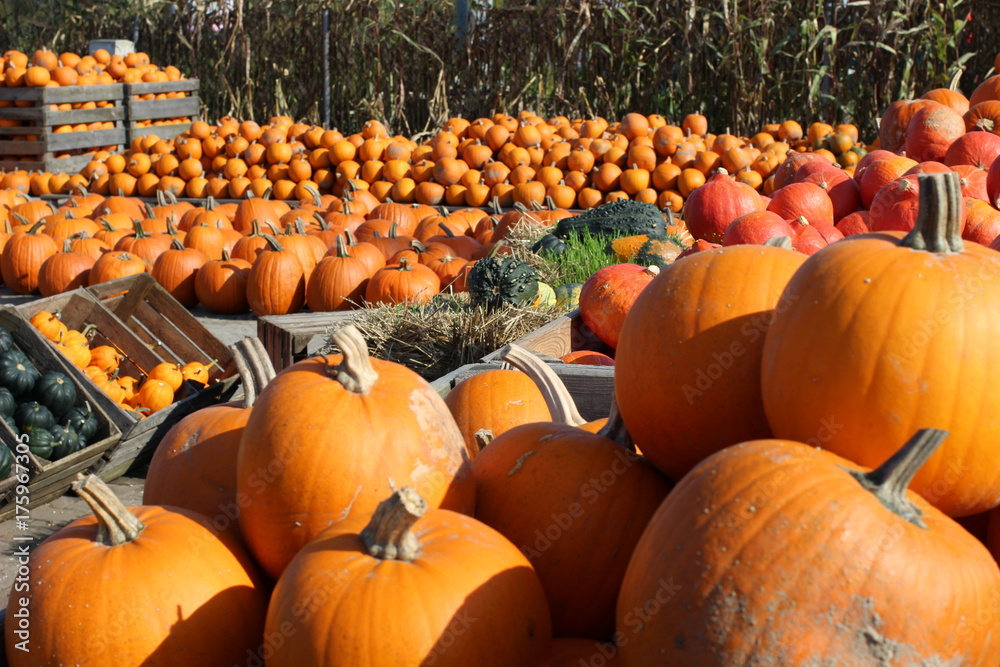 pumpkin, pumpkin's farm, farm, halloween, colors, beautiful, lovely fall, 
