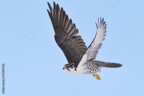 Saker falcon flying in blue sky photo