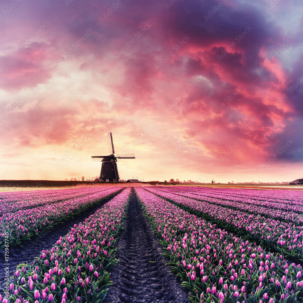 Vintage Dawn over Field of Tulip and Windmill