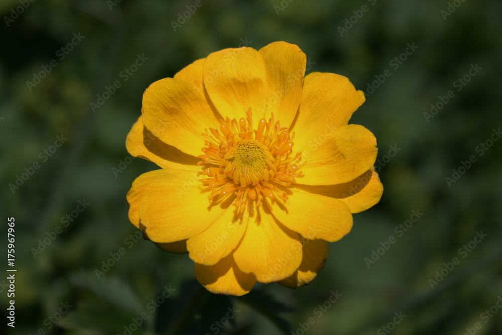 ranunculus   Лютик