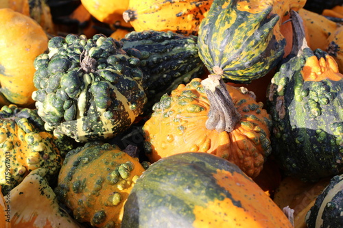 pumpkin, pumpkin's farm, farm, halloween, colors, beautiful, lovely fall, 