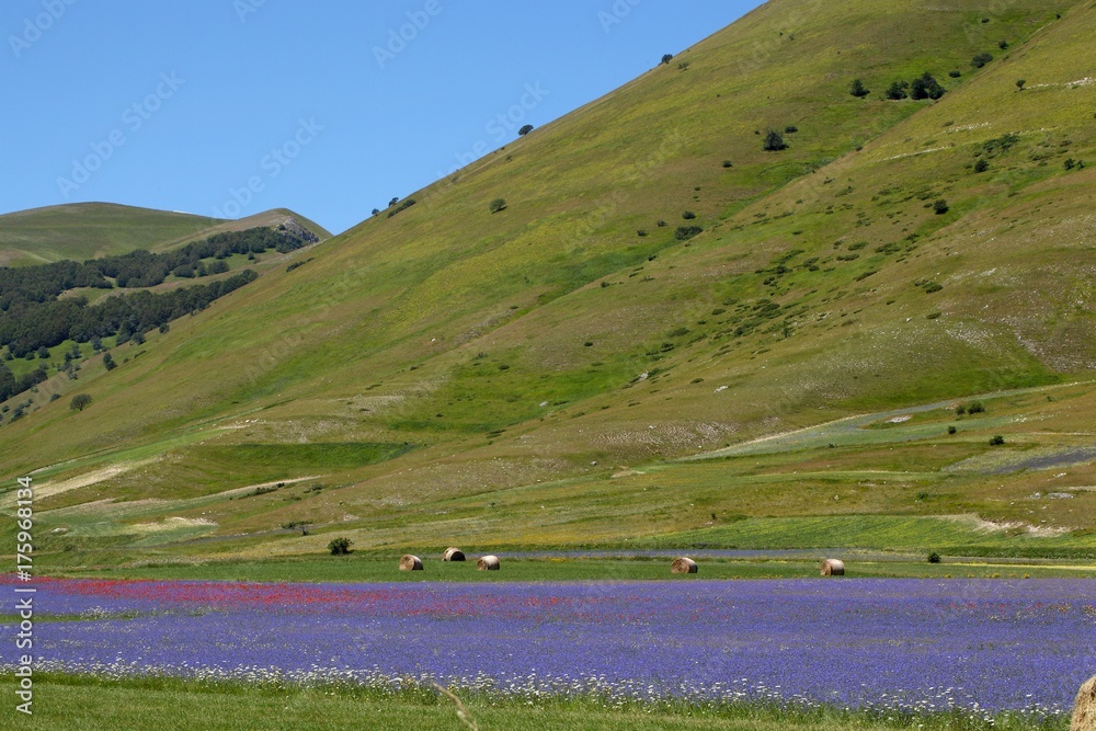 Blue colored fields with cornflowers