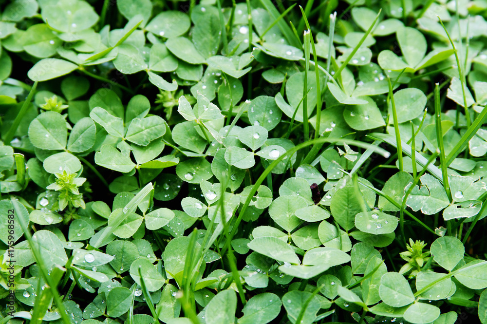 Clover Background