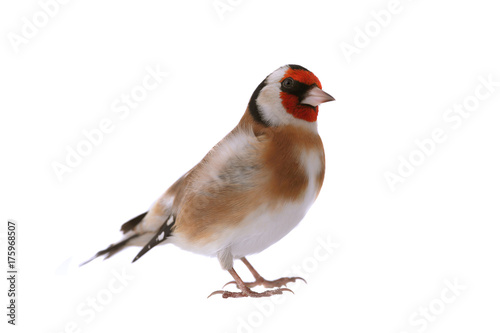 goldfinch