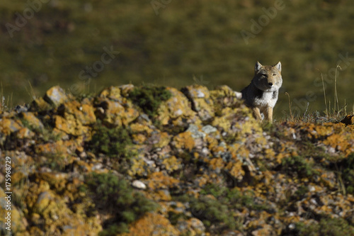 Tibetan sand fox in a landscape photo