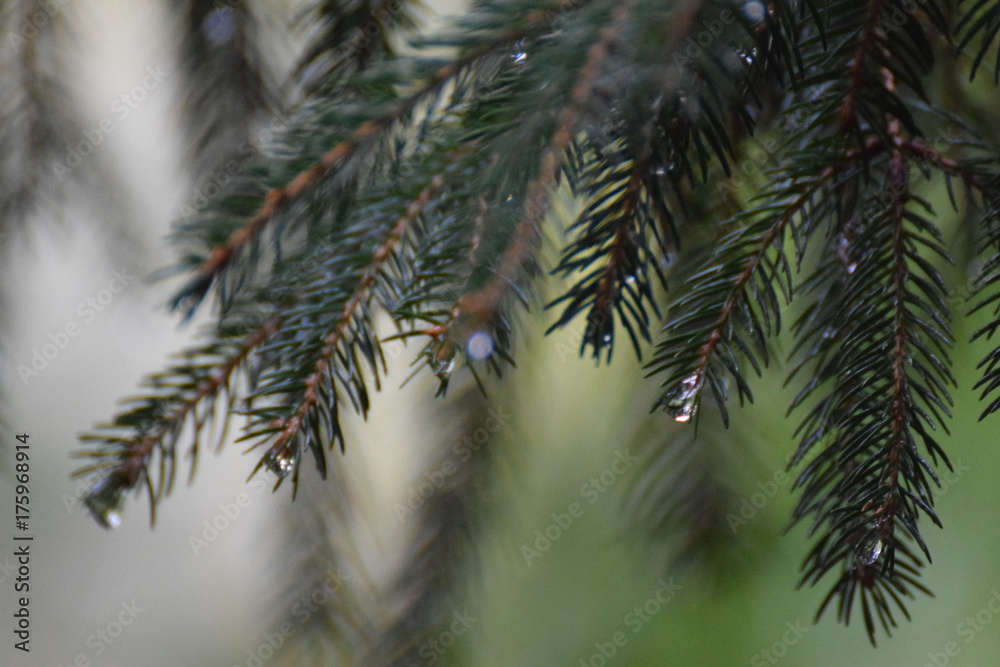 pinetree after a rainy morning with raindrops