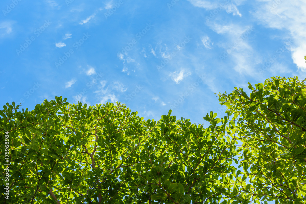 green leaves against blue sky and clouds background green leaves against blue sky and clouds background