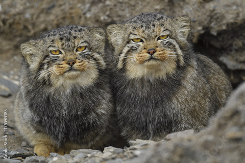 Manul cats in a mountain landscape photo