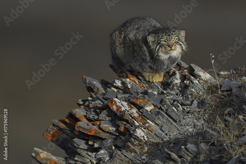Manul cat in a mountain landscape