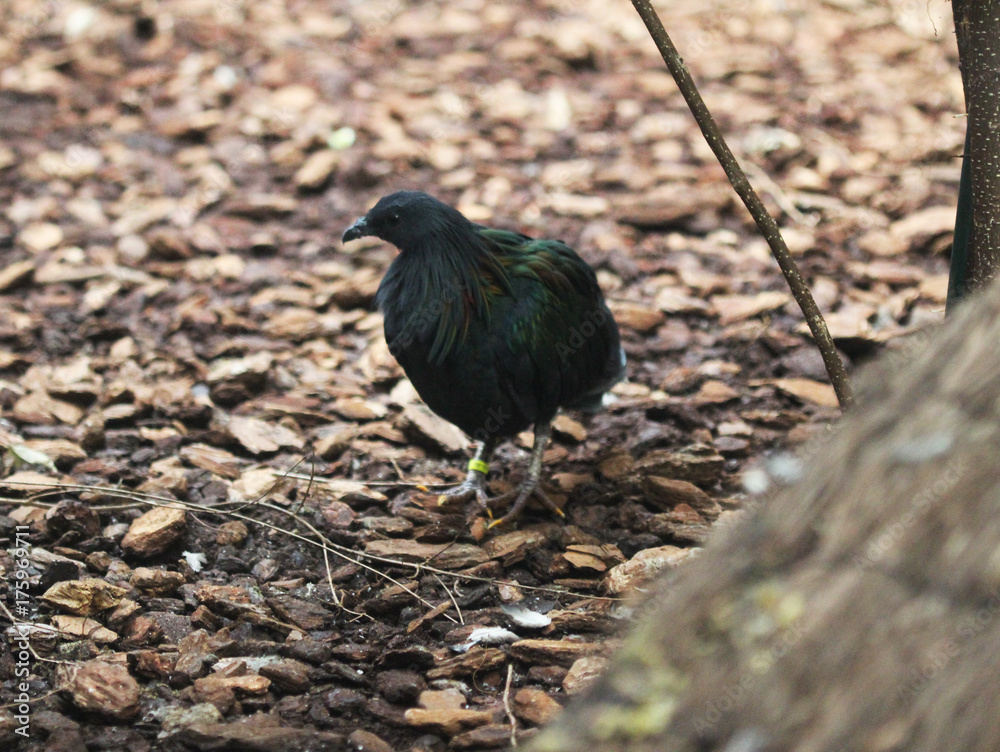 Nicobar pigeon (Caloenas nicobarica) Nicobar pigeon (Caloenas nicobarica)